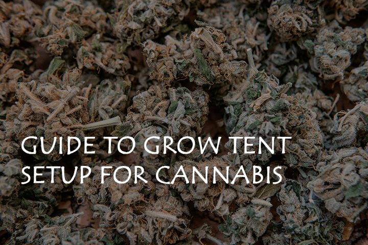 guide to grow tent setup for cannabis