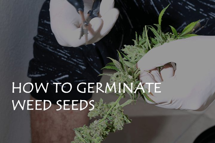 how to germinate weed seeds