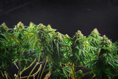 Genetic Feminized Cannabis Seeds Are Genetically Engineered 1