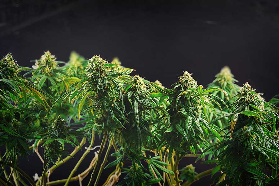 Genetic Feminized Cannabis Seeds Are Genetically Engineered 1