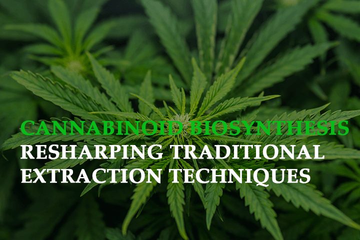 cannabinoid biosynthesis reshaping traditional extraction techniques