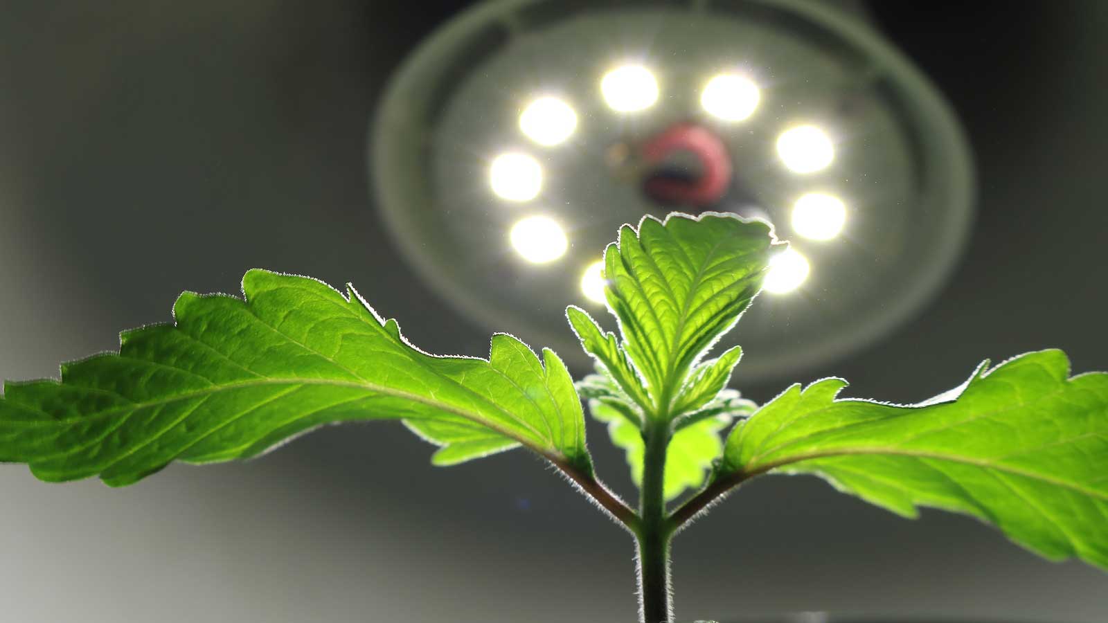 Learning How 1212 Cultivation System Works In Cannabis Growing