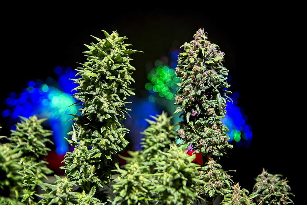 The General Difference Between Autoflowering and Feminized Cannabis