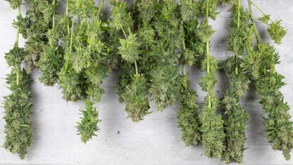 Tips On How to Dry Weed Buds Fast 1