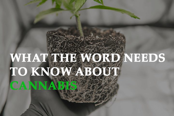 what the world needs to know about cannabis made eco car