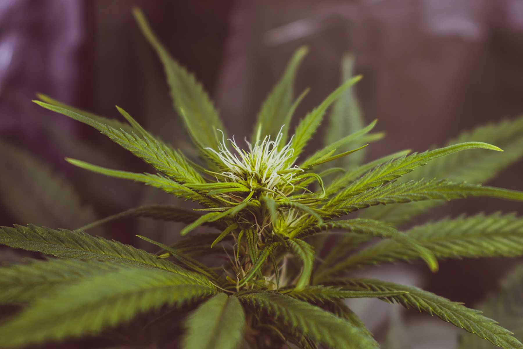 10 Regular Marijuana Strains That Are Mold Resistant