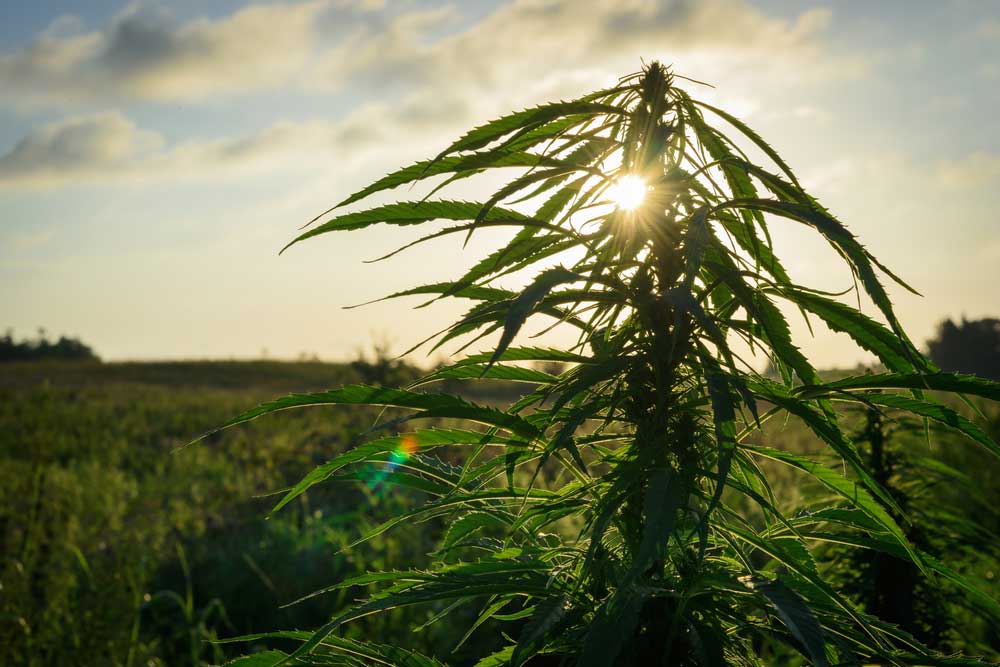 Best Outdoor Strains for Pacific Northwest