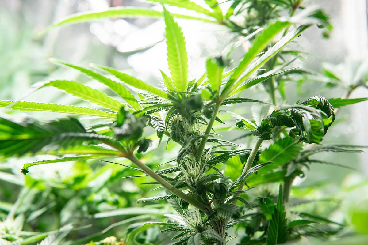Cannabis Leaves Curling Up