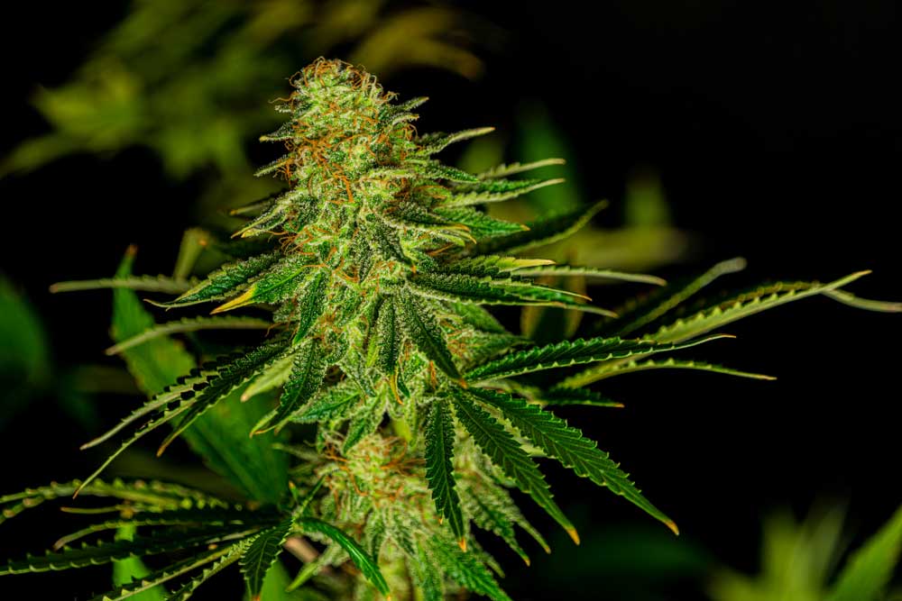 Different Types of Weed Comparison Effects and Benefits