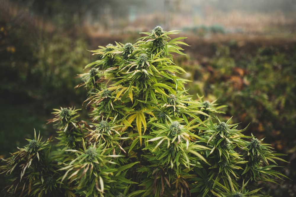 Growing Weed in California What You Need to Know