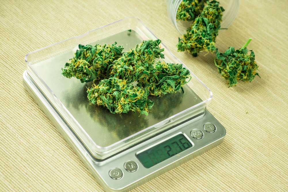 How Much Weed Does One Plant Produce