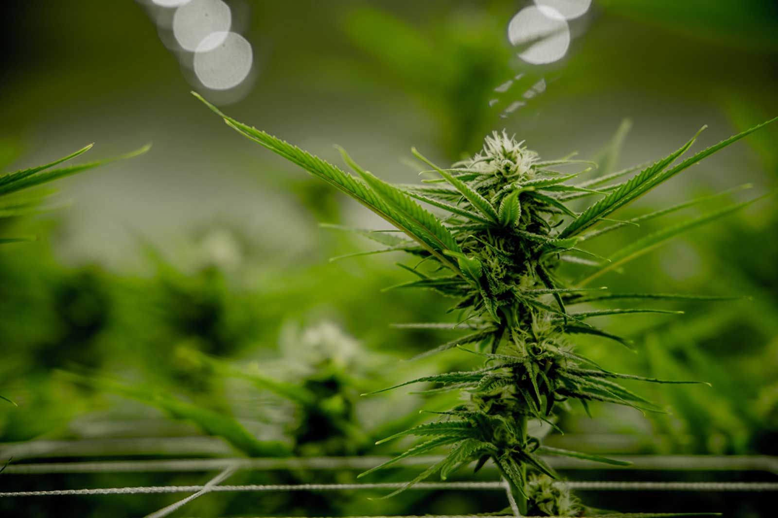 How to Flush Cannabis