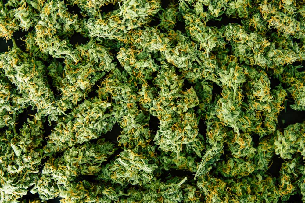How to Grow Bigger Buds Outdoors