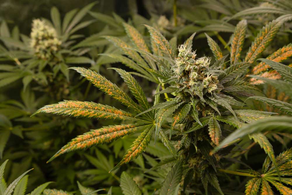 List of Cannabis Deficiencies How to Prevent Cure Them