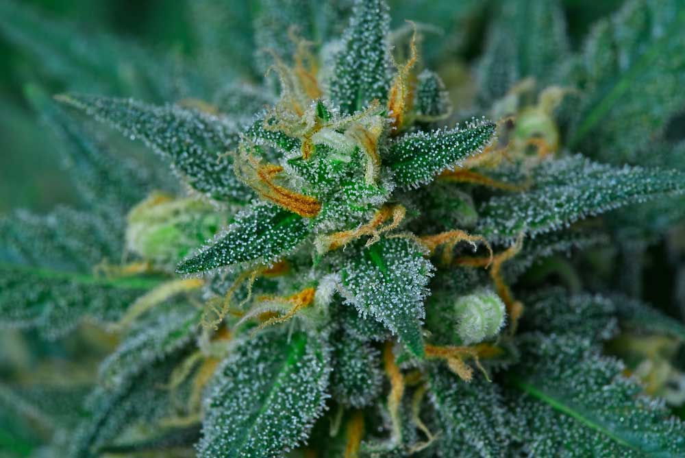Must-Have Feminized Cannabis Strains