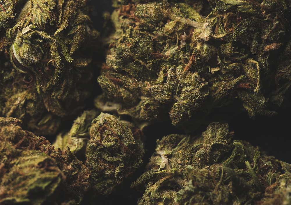 OG Kush vs Blue Dream Which Should You Buy