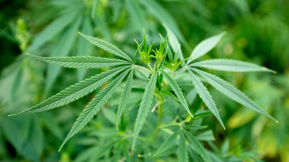 Prevent Hermaphroditism From Affecting Your Marijuana Plants