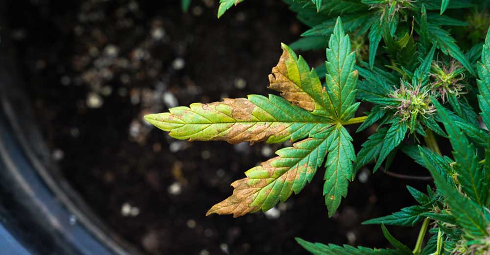 Regular Cannabis Cultivation Common Problems and How to Fix Them