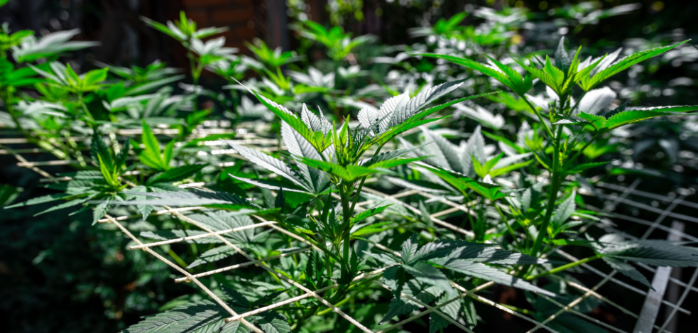 What Is the SOG Growing Method?