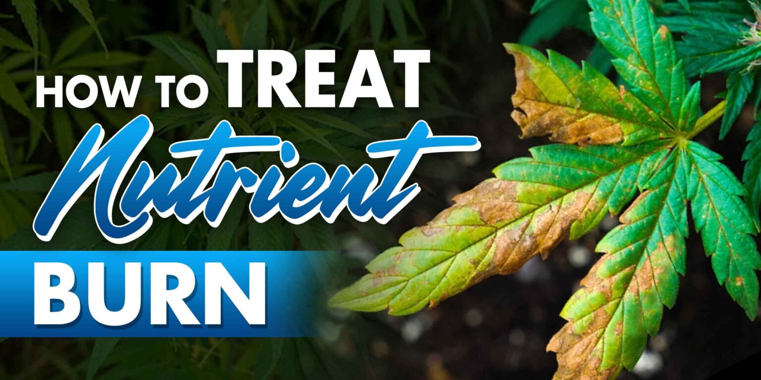 How to Treat Nutrient Burn