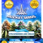 Strawberries and Cream Strain Feminized