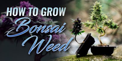 How To Grow Bonsai Weed