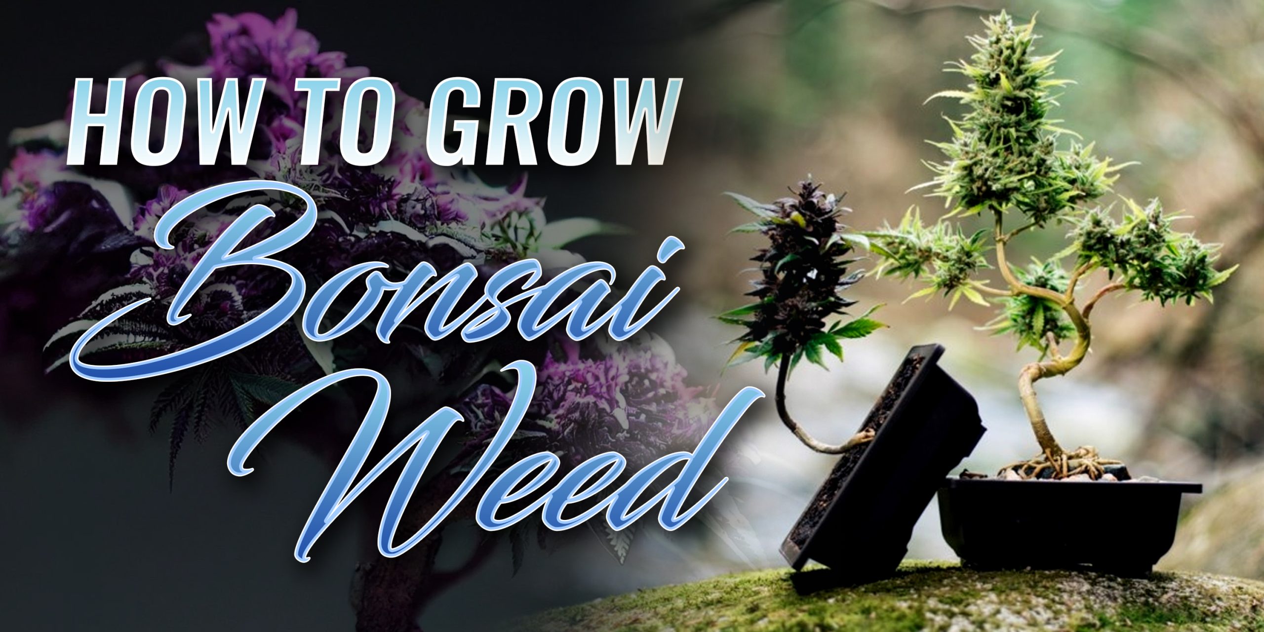 How To Grow Bonsai Weed