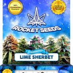 Lime Sherbet Strain Feminized