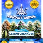 Lemon Grenades Strain Feminized