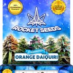 Orange Daiquiri Strain Feminized