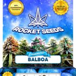 Balboa Strain Feminized