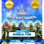 Bubble Yum Strain Feminized