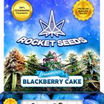 Blackberry Cake Feminized