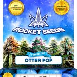 Otter Pop Feminized