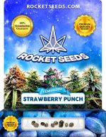 Strawberry Punch Feminized